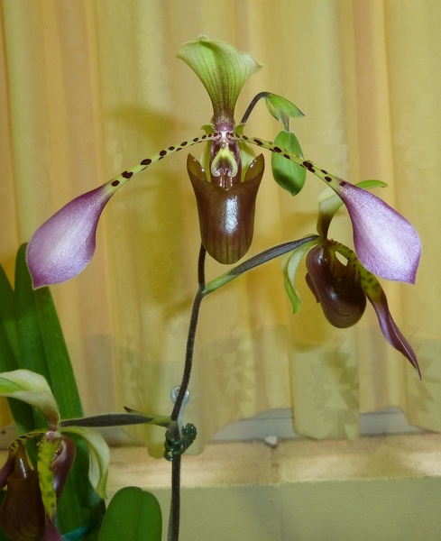 Paph. lowii.JPG