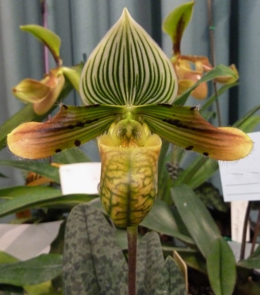 Paph. venustum.JPG