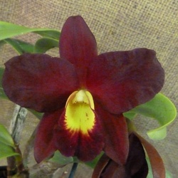 Cattlianthe (Ctt.)