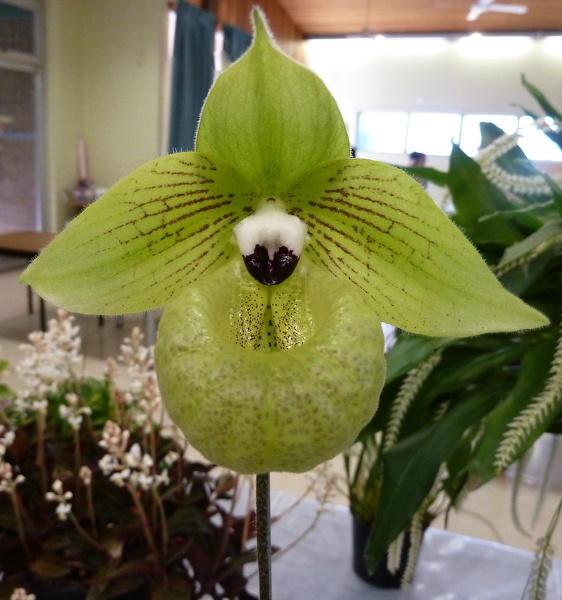 Paph. malipoense.JPG