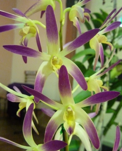 Den. Rosy Tips x Den. speciosum var. curvicaule..JPG