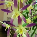 Den. Rosy Tips x Den. speciosum var. curvicaule..JPG