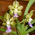 V. Paksorn Fragrance x V. tessellata.JPG