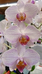 Dtps. Yu Pin Lady x Phal. Sogo Genki