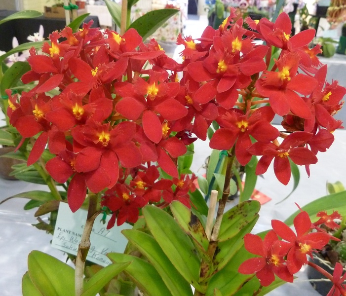 Epi. Topaz Special 'Musky Red'.JPG