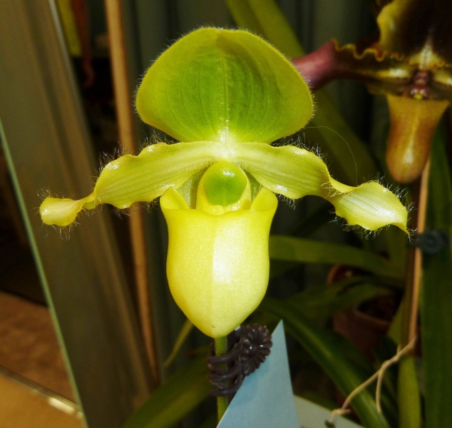 Paph. primulinum var. flavum.JPG