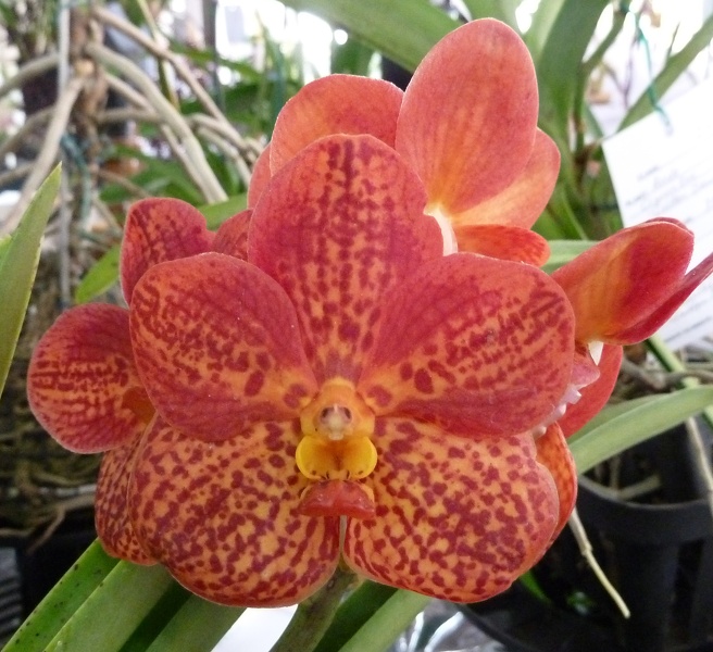 Ascda. Crownfox Golden Dawn..JPG