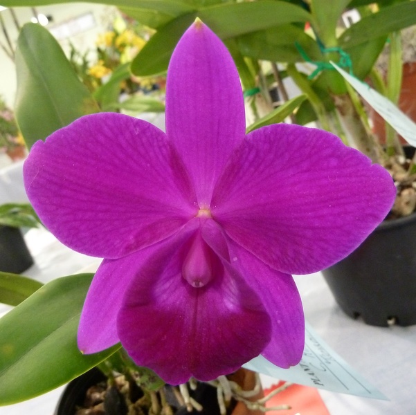 C. Mini Purple 'Tamami'.JPG