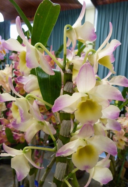 Den. Isochidori 'Rainbow'.JPG