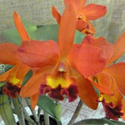 Ctt. Aussie Sunset x Rlc. Firedance