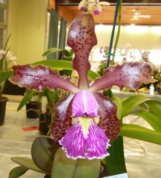 C. schilleriana 'DeeJee'.JPG