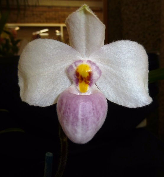 Paph. delenatii.JPG