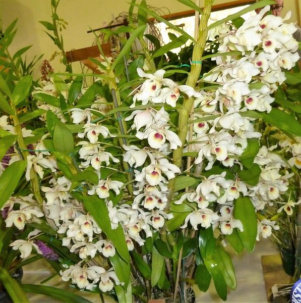 Dendrobium [Den.] nobile var. ballianum.JPG
