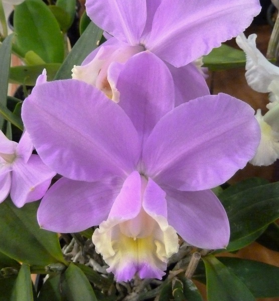 C. loddigesii.JPG