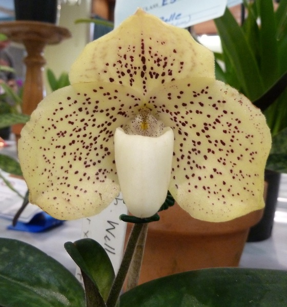 Paph. Wellesleyanum.JPG