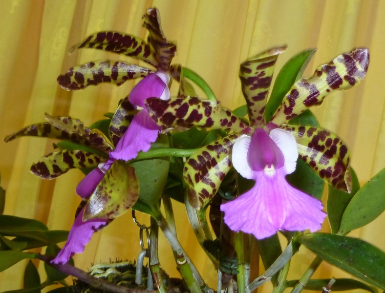 C. aclandiae 'Diane'.JPG