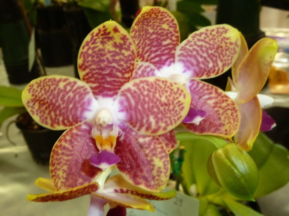Orchid World "OC"