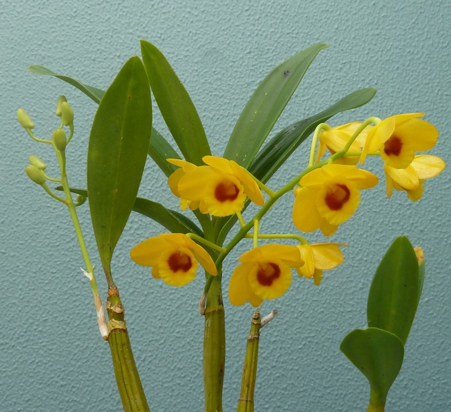 Den. chrysotoxum.JPG