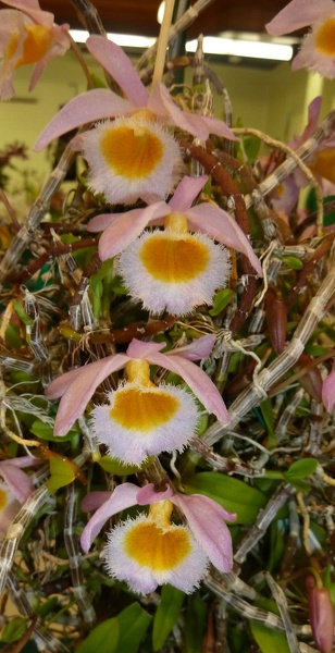 Den. loddigesii.JPG