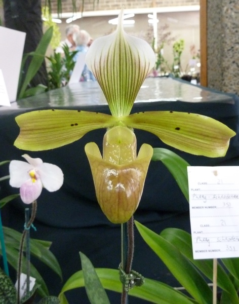 Paph. tonsum var. curtisifolium.JPG