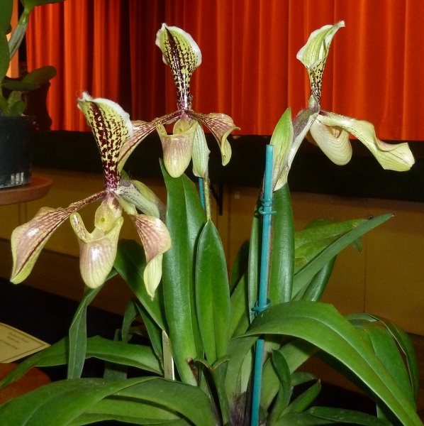 Paph. villosum syn boxalii.JPG