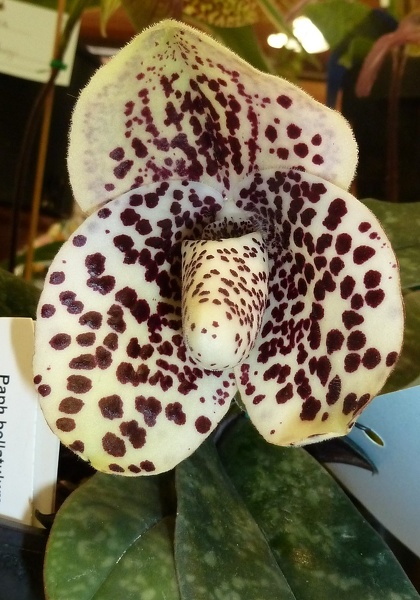 Paph. bellatulum.JPG