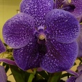 V. Robert's Delight "Blue"