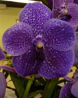 V. Robert's Delight "Blue"