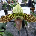 Paph. sukhakulii "Green Giant"