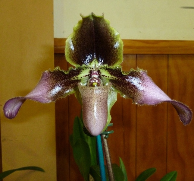 Paph. hirsutissimum,.JPG