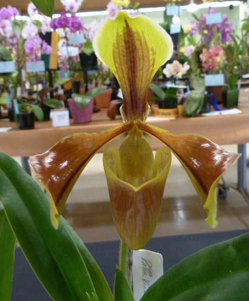 Paph. villosum 'Linda'.JPG