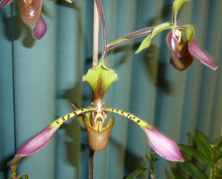 Paph. lowii,,.JPG