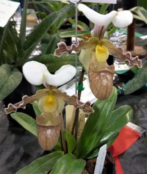 Paph. tranlienianum.JPG