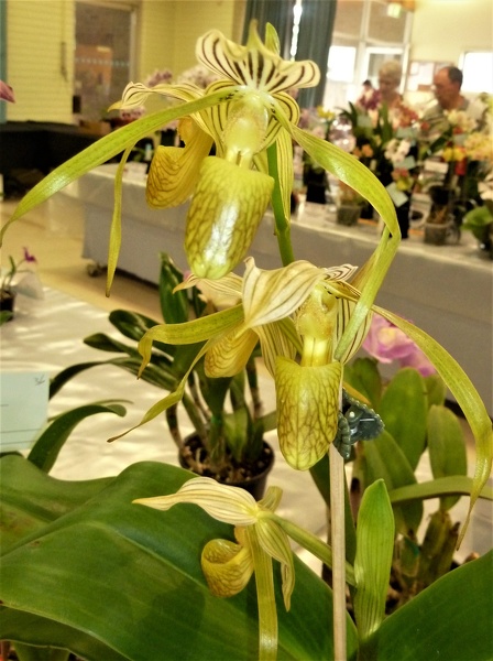 Paph. kolopakingii.JPG