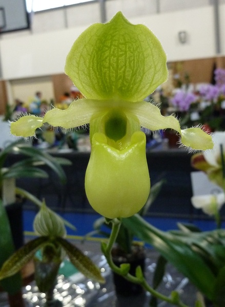 Paph. primulinum...JPG