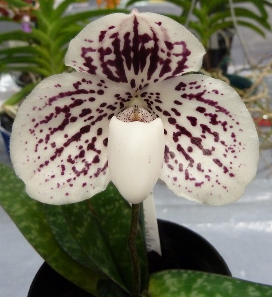 Paph. godefroyae.JPG