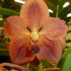 Vanda (V.)