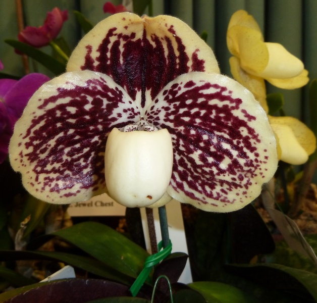 Paph. godefroyae..JPG