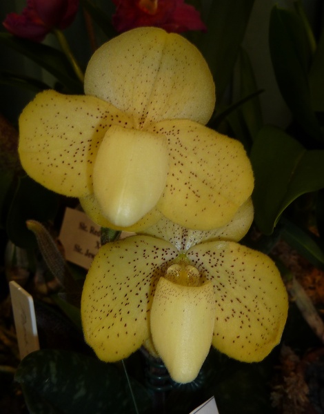 Paph. concolor.JPG