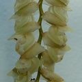 imbricata