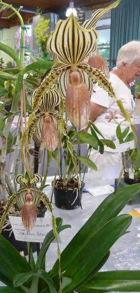 Paph. Edna Ratcliffe..JPG