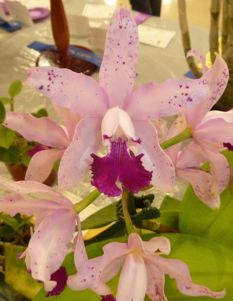 C. Interglossa (C. amethystoglossa x C. intermedia)..JPG