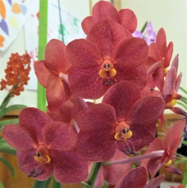 Ascda. Fuchs Royal Dragon..JPG