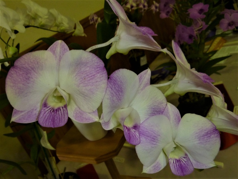 Den. Autumn Show x Den. Dal's Stunner,.JPG