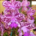 C. CRB's Nice Spots 'Anthea'.JPG