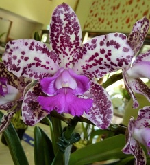 C. Penny May x Rlc. Capricorn Charm