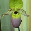 Paph. moquetteanum.JPG