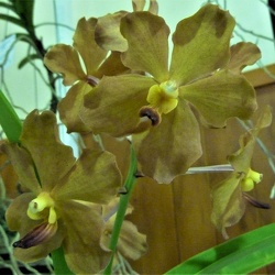 Dar. Fuchs Cream Puff x Rhy. coelestis