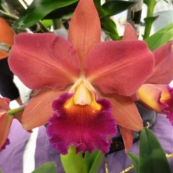 Ctt. Susan Holcombe x Rlc. Glenn Maidment