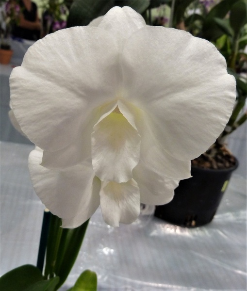 Den. Burana Pearl x Den. Dal's Diamond.JPG